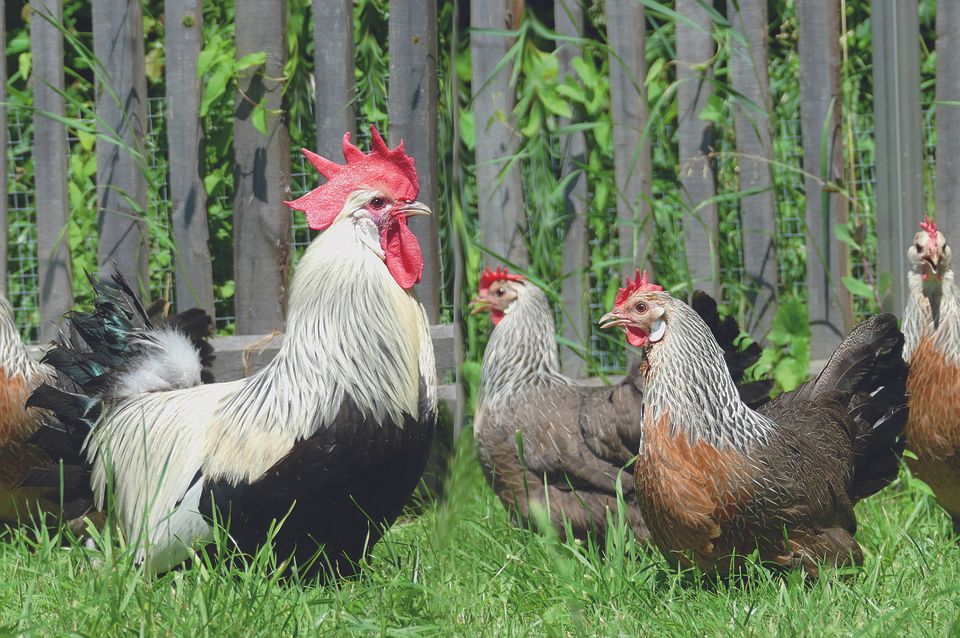 How Can I Tell The Difference Between Rooster & Hen?