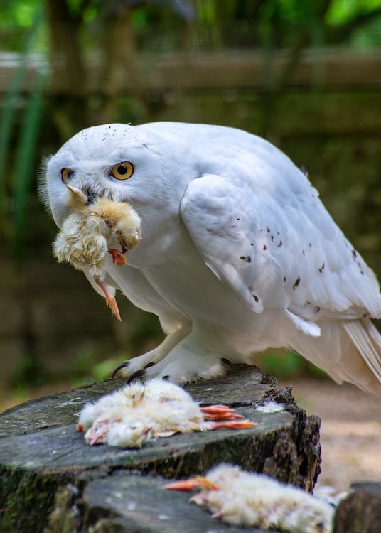 How To Protect Chickens From Predators Life Animal Trap